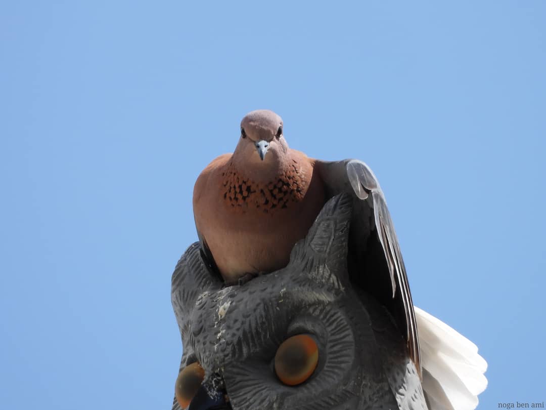 ami_noga's tweet photo. On top of the owl's head, on top of the roof, on top of the world!
it's all about paying attention to details, oh, and a great zoom.
#bluesky #lovleyday #nikonp1000 #nikonp1000zoom #nikonphotography #birds #lovleyweather #pigeon #roof #ontopoftheworld #yourshotphotographer https://t.co/6v8Ko5iIao