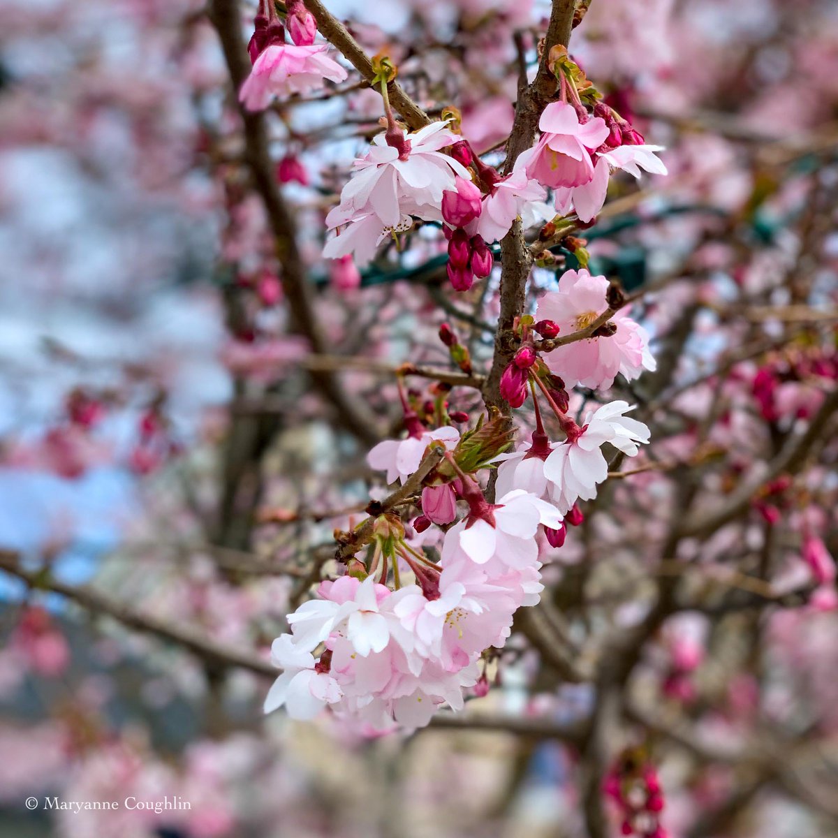 Spring blooms 

#momentsofbeauty #beautiful #garden #shotwithiphone
#mobilephotography #mobilecapture  #massachusetts #newengland #newenglander #newenglandlife #flowerphotography #flowerphoto #inthegarden #flowers #dof #thephotohour #stormhour #macrohour @LensAreLive @PicPoet