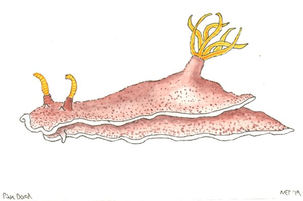 @mafalda_b_costa @frozenark @UniofNottingham @MolEcolCU @CUBiosciences @B_Young91 @KathWhittey @watsonse1 Pink dorid nudibranch (submission inspired by @MikeBruford). Pen and watercolour by Nia, age 31 1/2 #frozenartproject #oceantheme @frozenark