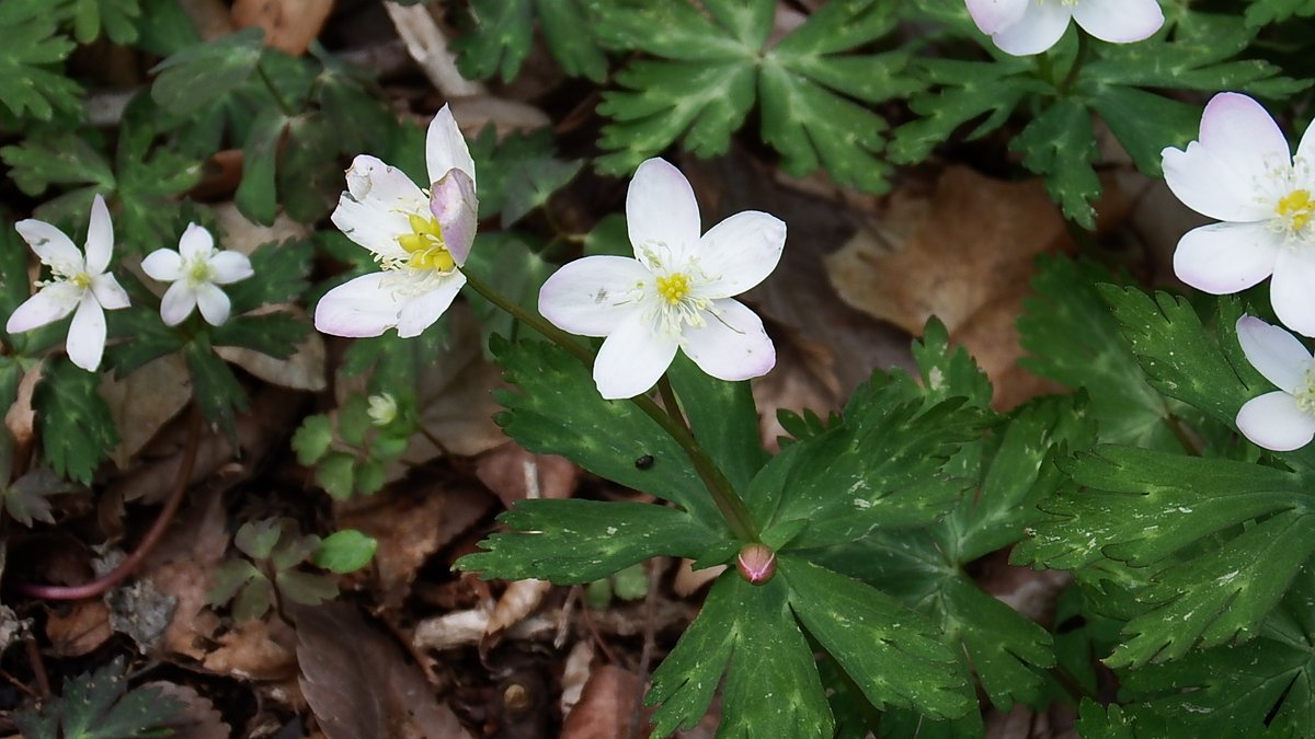 Apictnyohygr1 画像 シルベチカ 花 シルベチカ 花言葉