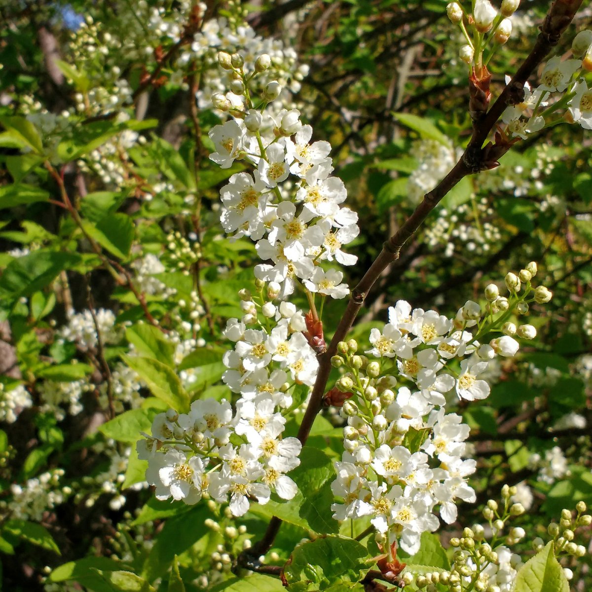 jajonesUK's tweet photo. Todays image is Prunus padus, the bird cherry which has the most gorgeous almond scented white racemes. Great for wildlife but the foliage is toxic to livestock, particularly goats!
.
#prunus #padus #birdcherry #white #flowers #fragrance #nectar  #beefriendly #blossomwatch https://t.co/eSppS4U5Vd