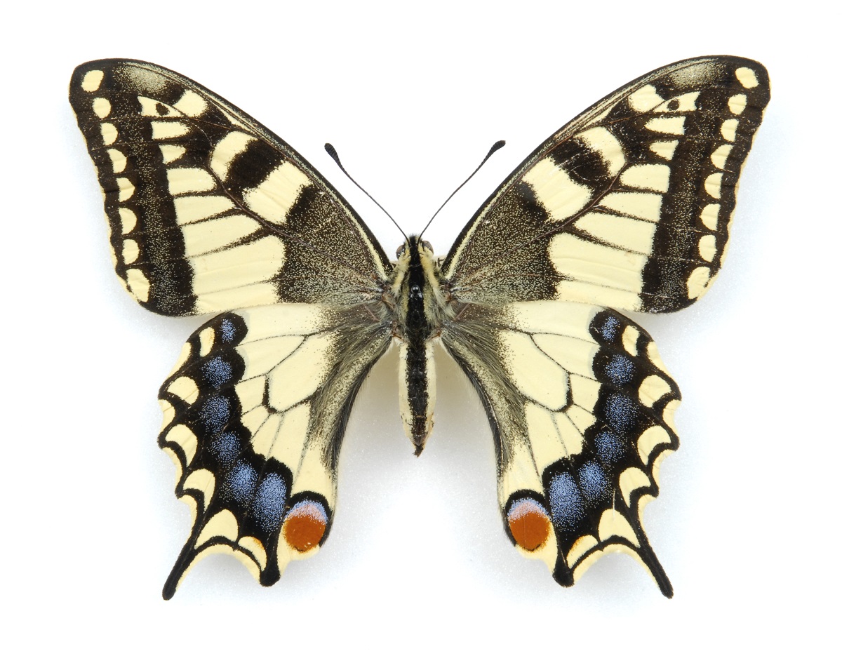 This is both a  butt  and a  butt , a very good place to start.It's a Swallowtail butterfly! Now, some Swallowtails have eyes in their butts.Eyes! in! their! butts!