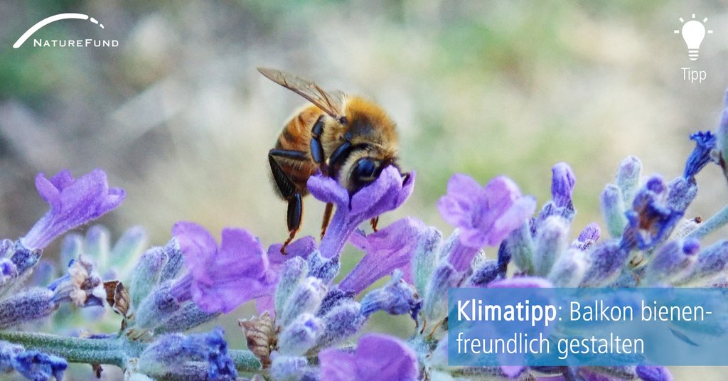 Naturefund's tweet photo. Wichtig ist, dass man einheimische Blütenpflanzen verwendet. Schneeglöckchen, Huflattich, Winterlinge, Sonnenblumen, Himbeeren, Krokusse, Thymian, Salbei, Pfefferminze und Oregano passen gut auf den #Balkon und sind bei #Bienen beliebt. Habt Ihr noch weitere Tipps?🐝🌸 https://t.co/RVHT8bbB6n