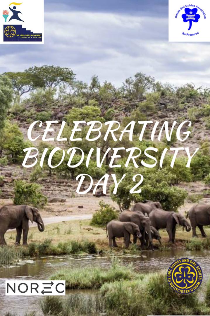Celebrating Biodiversity!
Challenge Day 2
Sounding the alarm on endangered species.
Through transformative change, nature can still be conserved, restored and used sustainably. 
#WorldEnvironmentDay
#SoundingTheAlarm
#ForNature
#EndangeredSpecies