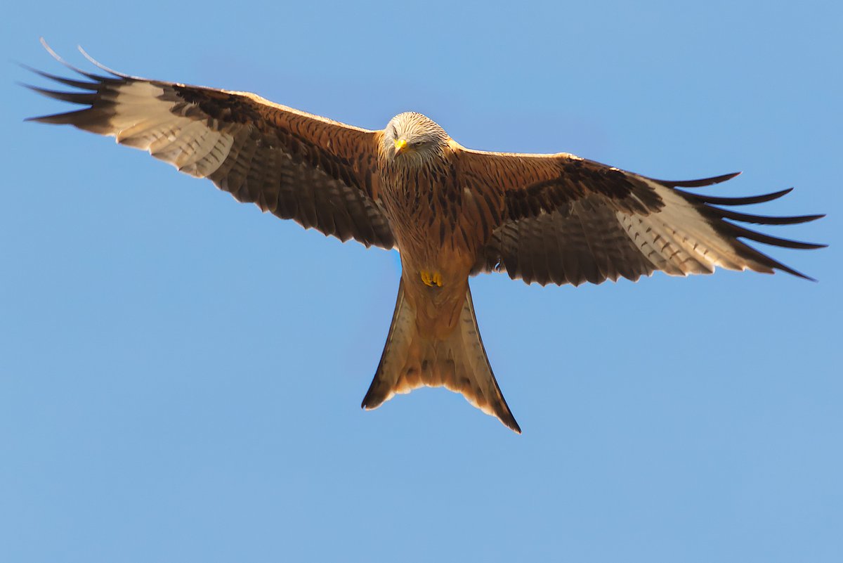 abuzzandaflutter.co.uk tweet media