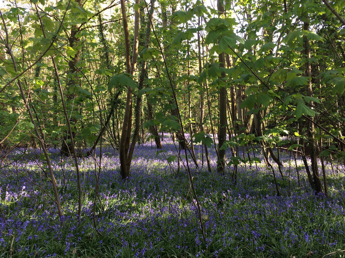 Homeseptic tweet media