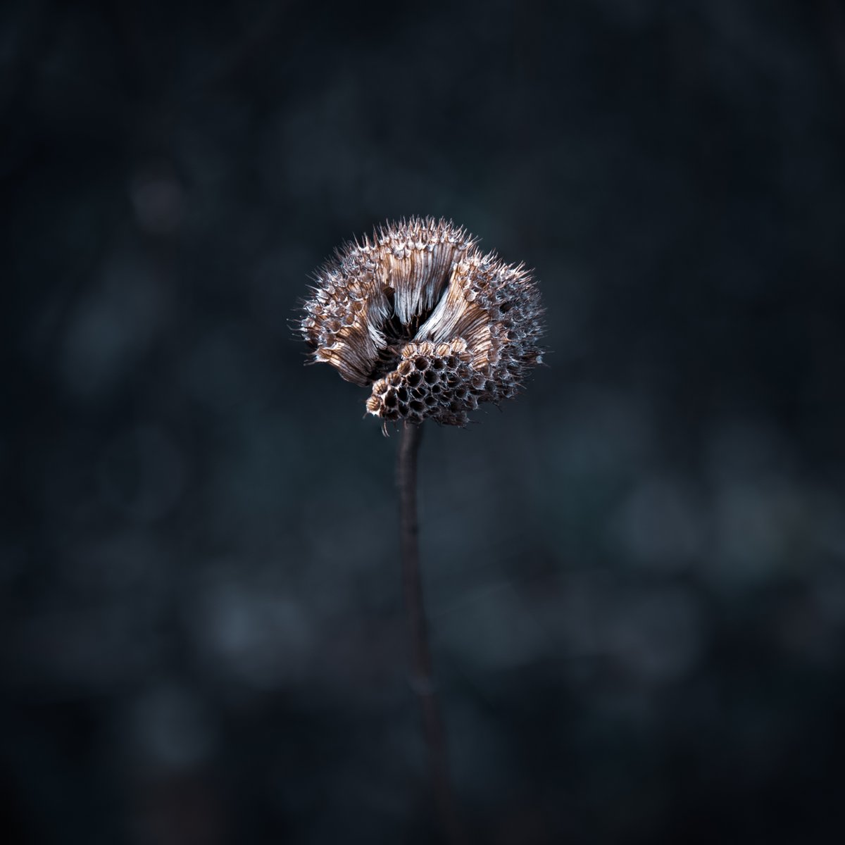 Some of my   #BitsOfNewZealand are unashamedly botanicalThese two are up there with some of my fav images all time.