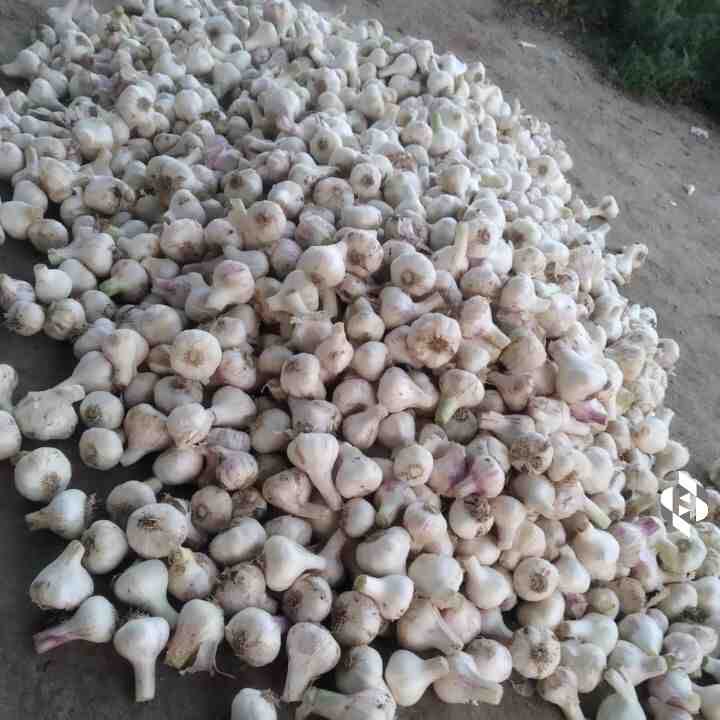 Pl retweet >> <a href="/HarvestingFN/">Harvesting Farmer Network (HFN)</a> is a network for distressed farmers wanting to directly sell their produce as a last resort 

Do share their tweets in your n/w!

> "मध्य प्रदेश , लहसुन, Garlic - Dharm Singh Sen, 07566500005, Binaganj Chachaura, Madhya Pradesh"