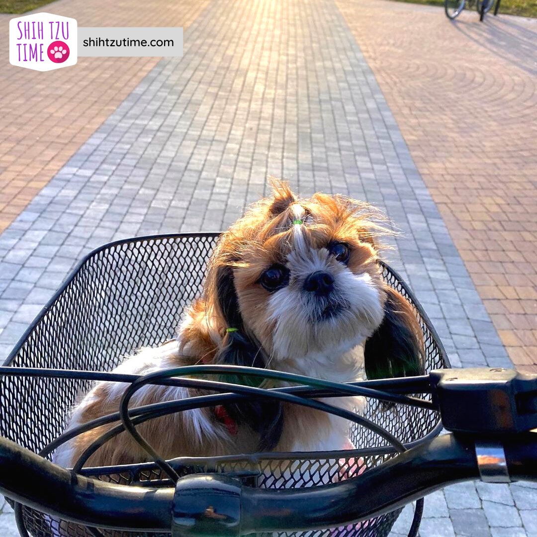 ShihTzuTime's tweet photo. Chasing the sun with the most adorable companion. 🐶
#shihtzutime #chasingsun #sunset #biking https://t.co/o6jSIzQyAm