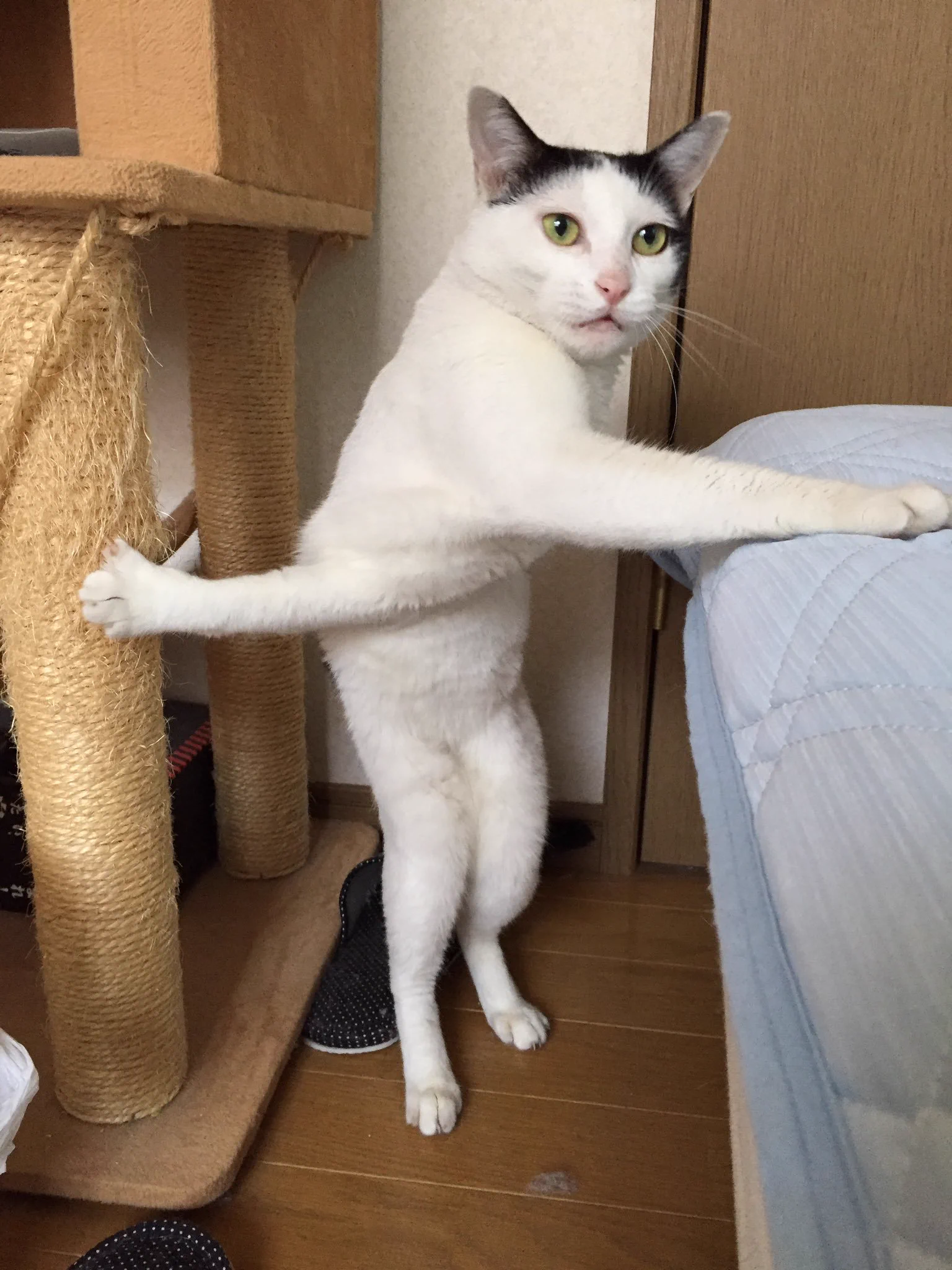 @northgame_p この猫ちゃんでも作ってほしい(ライセンスとって) 