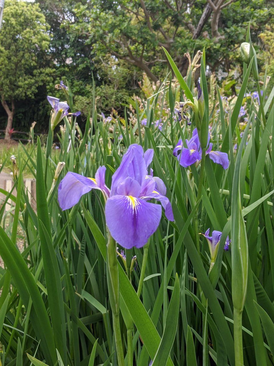 ট ইট র きたみのりこ 近所の公園の花 オクラレルカ アイリスの仲間だそうです 花言葉は明日への希望