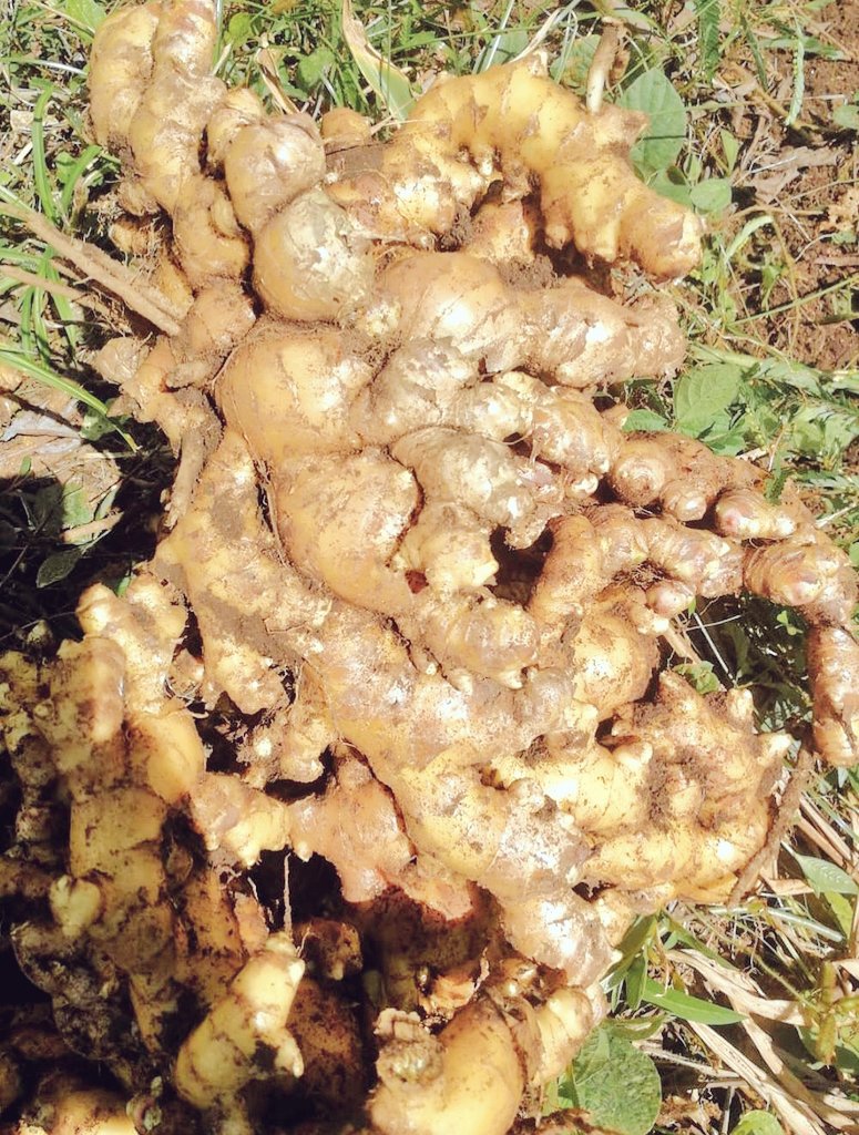 Next comes fresh Ginger! You can chop/grate and eat it with just about anything (all curries) you cook! Or if you can drink it's raw juice, even better! Or boli it to make fresh Ginger chai!Reduces any kind of inflammation. Keeps you alert. 