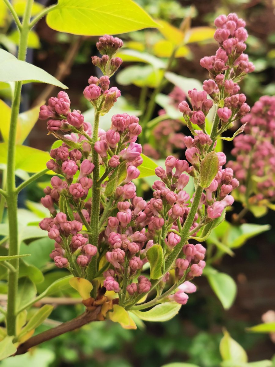 vluchtige's tweet photo. En de lente raast gelukkig onbevreesd, ongeremd en ondanks alles voort. #KoffieOverpeinzingen #KleinGeluk https://t.co/xa6hZz7htD