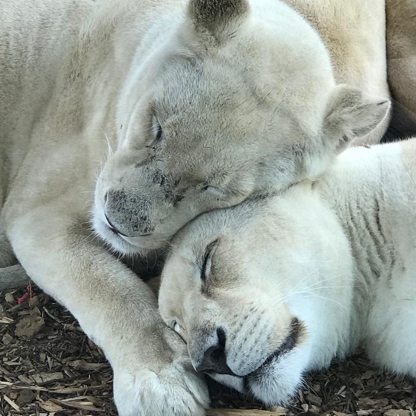 It is a big birthday celebration here today as we’re celebrating the 7th birthday of our white lion siblings, Ngozi, Imara, Jasiri and Nuru. This dynamic group all have beautifully individual personalities. Please join us in wishing them a huge happy birthday! 🎈
​📸 Alma Leaper