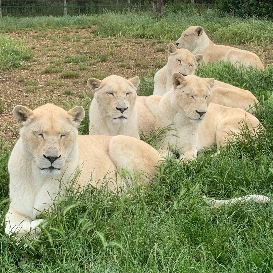 TheBigCatSanct's tweet photo. It is a big birthday celebration here today as we’re celebrating the 7th birthday of our white lion siblings, Ngozi, Imara, Jasiri and Nuru. This dynamic group all have beautifully individual personalities. Please join us in wishing them a huge happy birthday! 🎈
​📸 Alma Leaper https://t.co/2GZc85lLBn