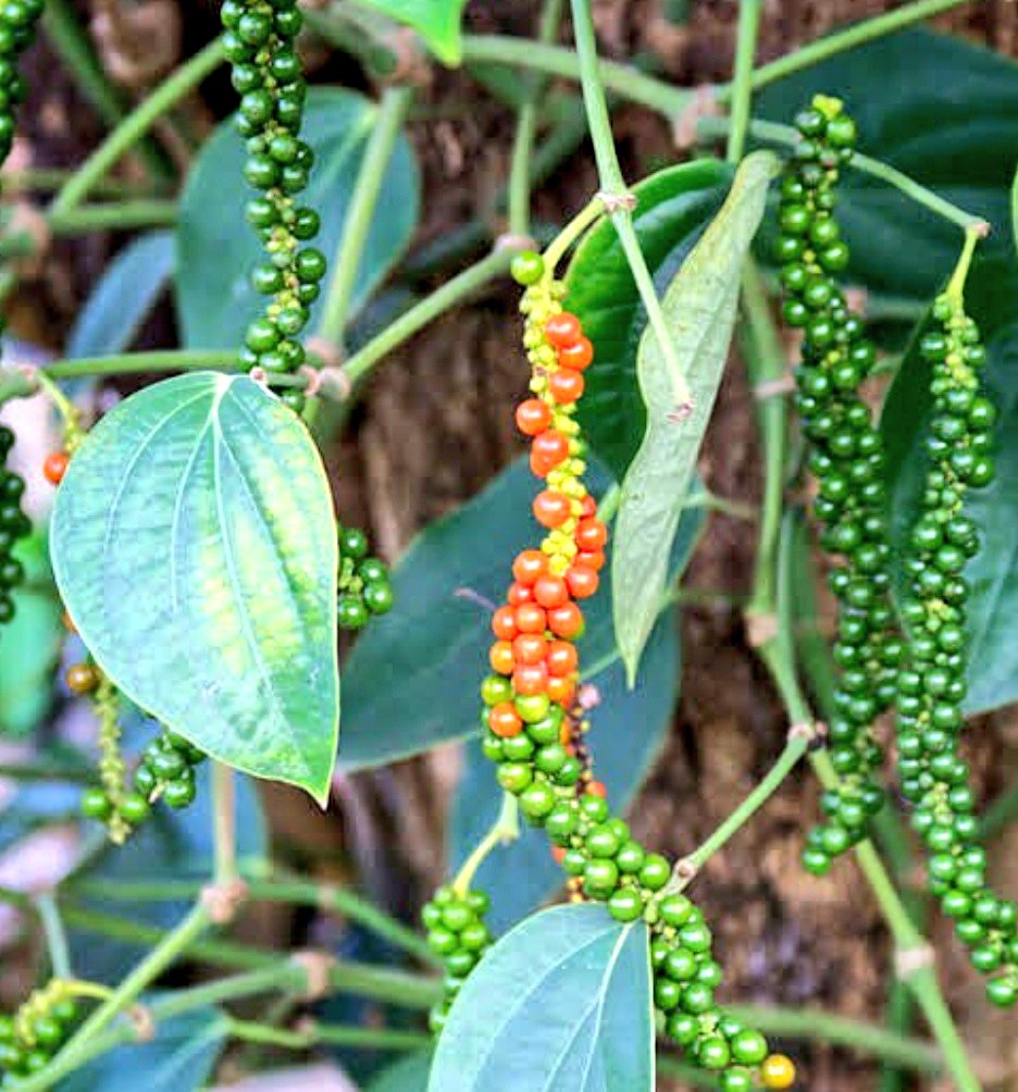 Then comes the wonderful ancient spice of India! Black pepper! If you can substitute all your intake of spice with this, it is best! Far healthier than red and green chilli which cause acidity! You can have tender peppercorns too! Pickle them in lemon juice!