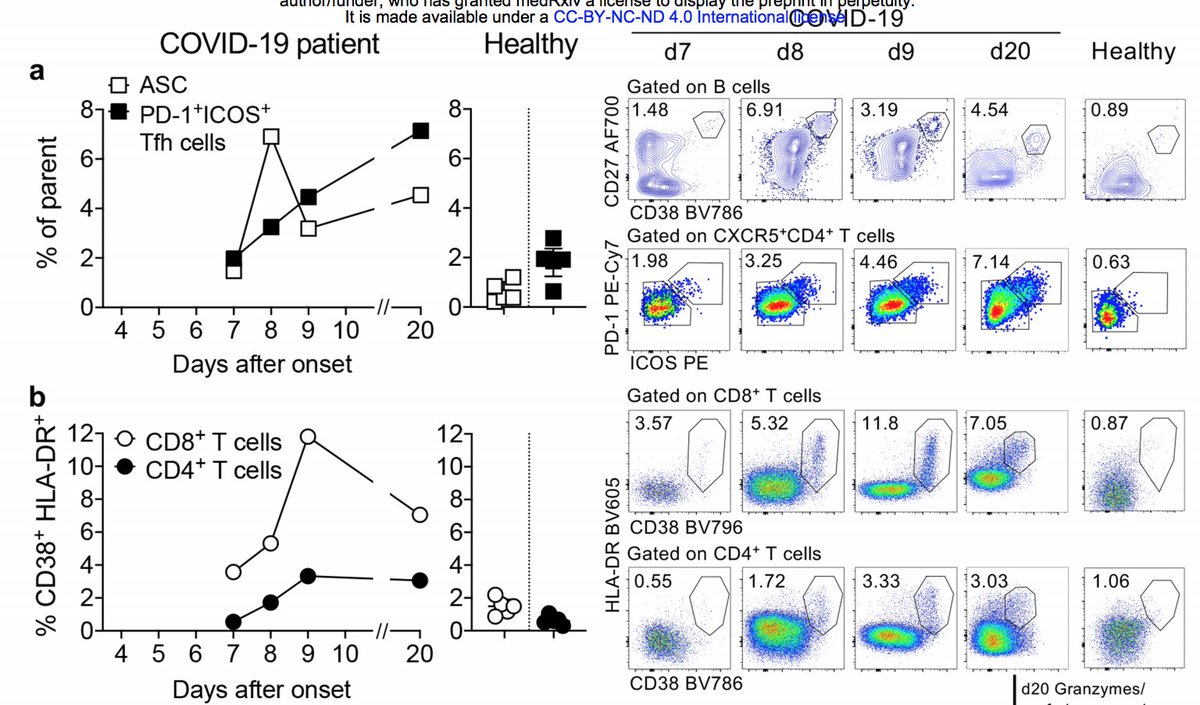 Thevarajan et al ( https://www.medrxiv.org/content/10.1101/2020.02.20.20025841v1) looked at one patient with mild symptoms. CD8 T cells were activated (based on HLA-DR/CD38) and produced effector cytokines by day 7, increased by day 9, and decreased by day 20 as virus was cleared. Activation preceded viral clearance.