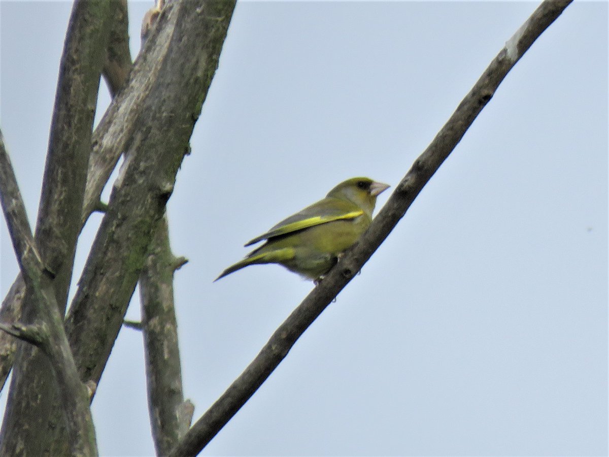 #Park Positive@leevalley park, A lone greenfinch at the Waterworks Nature Reserve yesterday.