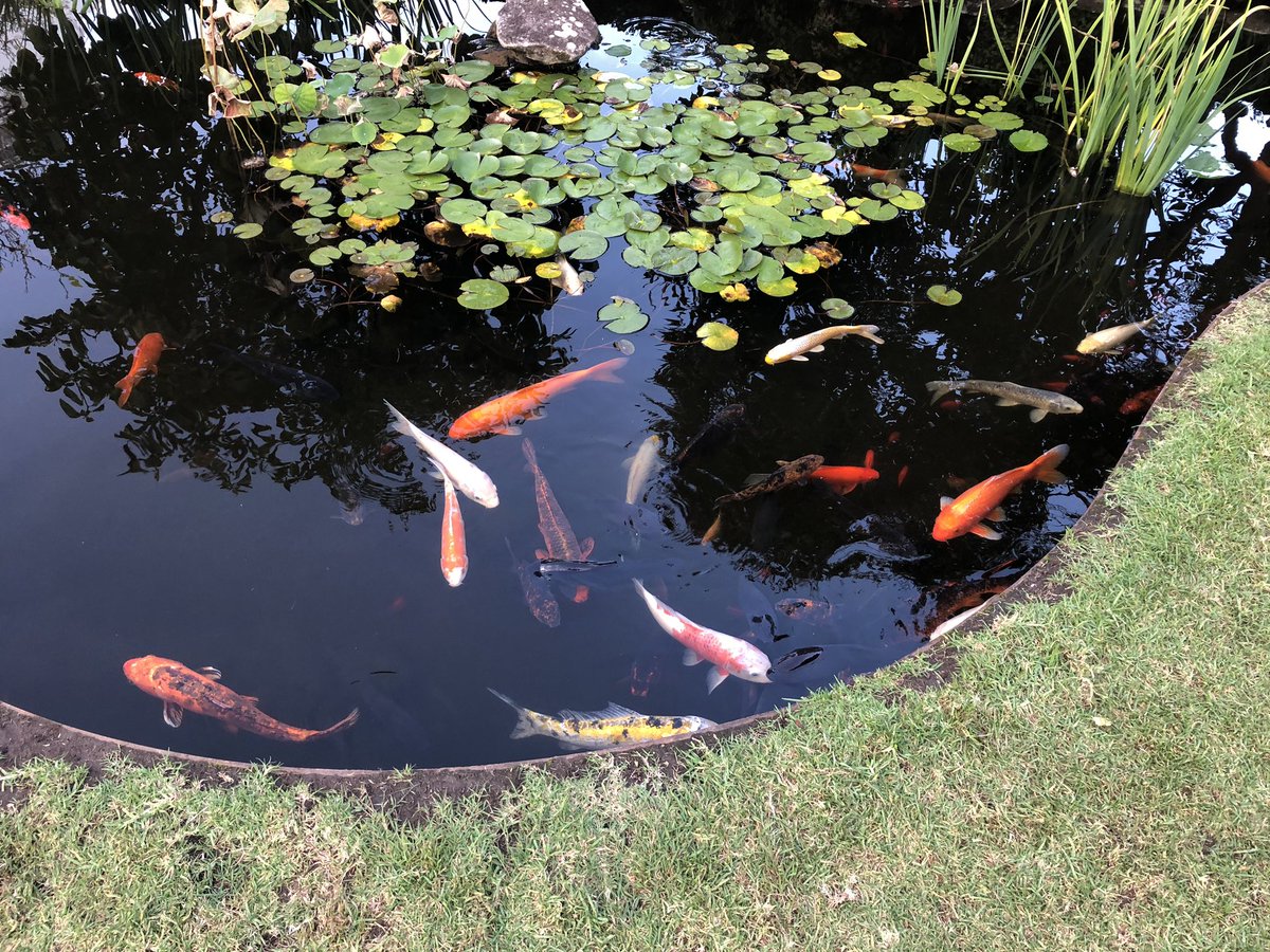 Alastair McEwin AM (@almcewin) on Twitter photo Day 6/7 #mylifeinpictures Rules: no words, no people. Challenge someone new each day. My challenger was <a href="/NStottDespoja/">Natasha Stott Despoja</a>. I challenge @JudyHuett Day 6/7 #mylifeinpictures Rules: no words, no people. Challenge someone new each day. My challenger was <a href="/NStottDespoja/">Natasha Stott Despoja</a>. I challenge @JudyHuett