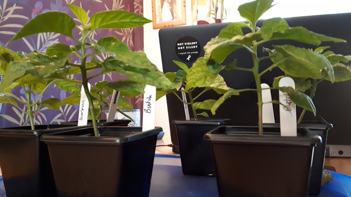 Nicholas Causer tweet media