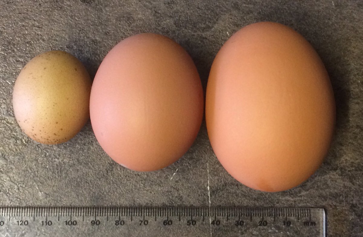 r_green24's tweet photo. Someone broke our chickens. Must have been a stressful night for some reason #eyewatering #eggcelledthemselves #doubleyolker #tinyegg https://t.co/dMCLcw9rK3