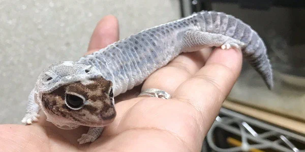 脱皮姿が可愛い！「トカゲの貴重な脱皮姿」とてもかわいいいいととても話題に！！