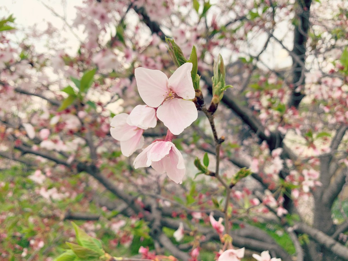 咲いて、散って、枯れるんじゃなくて
“ 芽吹く ”
こういう時期だからこそ
一層美しく見えるなあ
