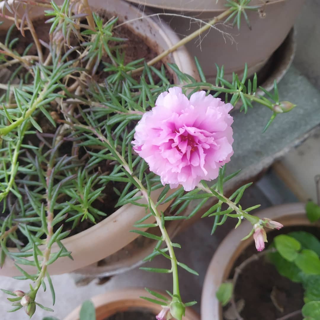 DilSeAlways's tweet photo. Keep spreading joy no matter what! Some flowers smiling at me this morning 😄🌞 #TerraceGarden #shankhapushpa #shankupushpam called #butterflypea #clitoriaternatea in blue #MossRose in light pink and dark pink #FlamingKaty #kalanchoe in bright yellow. #LovingIt #vibrantcolors 🌈 https://t.co/lgPSJqI33F