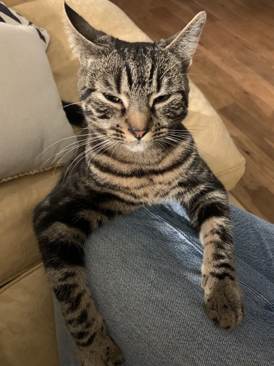 Meet Charlie and Alba (both 10 months old), who look after @UK_PetDogPop Charlie enjoys collecting piles of moss (preferably under a human bed), knocking things over, and sleeping in compost piles. Alba enjoys cuddling, playing fetch with hair ties and urinating in the bath.