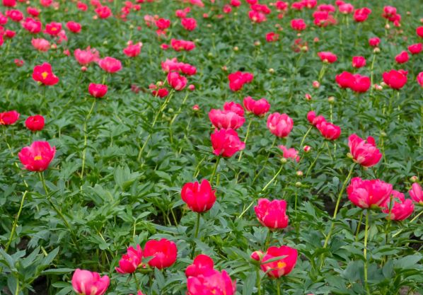 Fungicide AXIDOR krachtig in pioenrozen

Phytophthora is in #pioenrozen een groeiend probleem en vaak latent aanwezig in percelen.  Bij moeilijke groeiomstandigheden is de kans groot dat latente aanwezigheid overgaat in zichtbare aantasting.  Lees meer: upl-ltd.com/nl/news-detail…