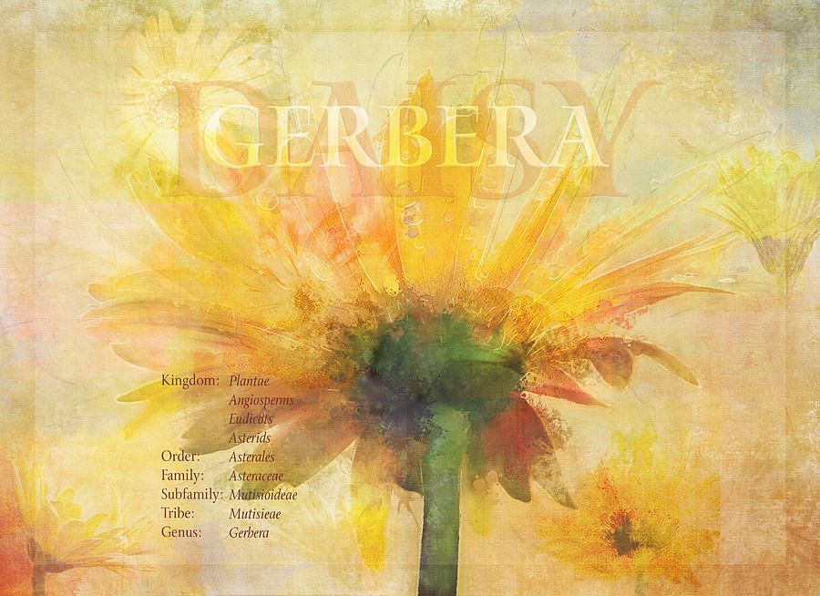 TerryIKON's tweet photo. "Ode To Gerbera" by Terry Davis https://t.co/yTBo4wvuxX
#Daisy #Gerbera #Yellos #Abstract #Texture #TerryDavis @TerryIKON https://t.co/EkIIQWlF3v