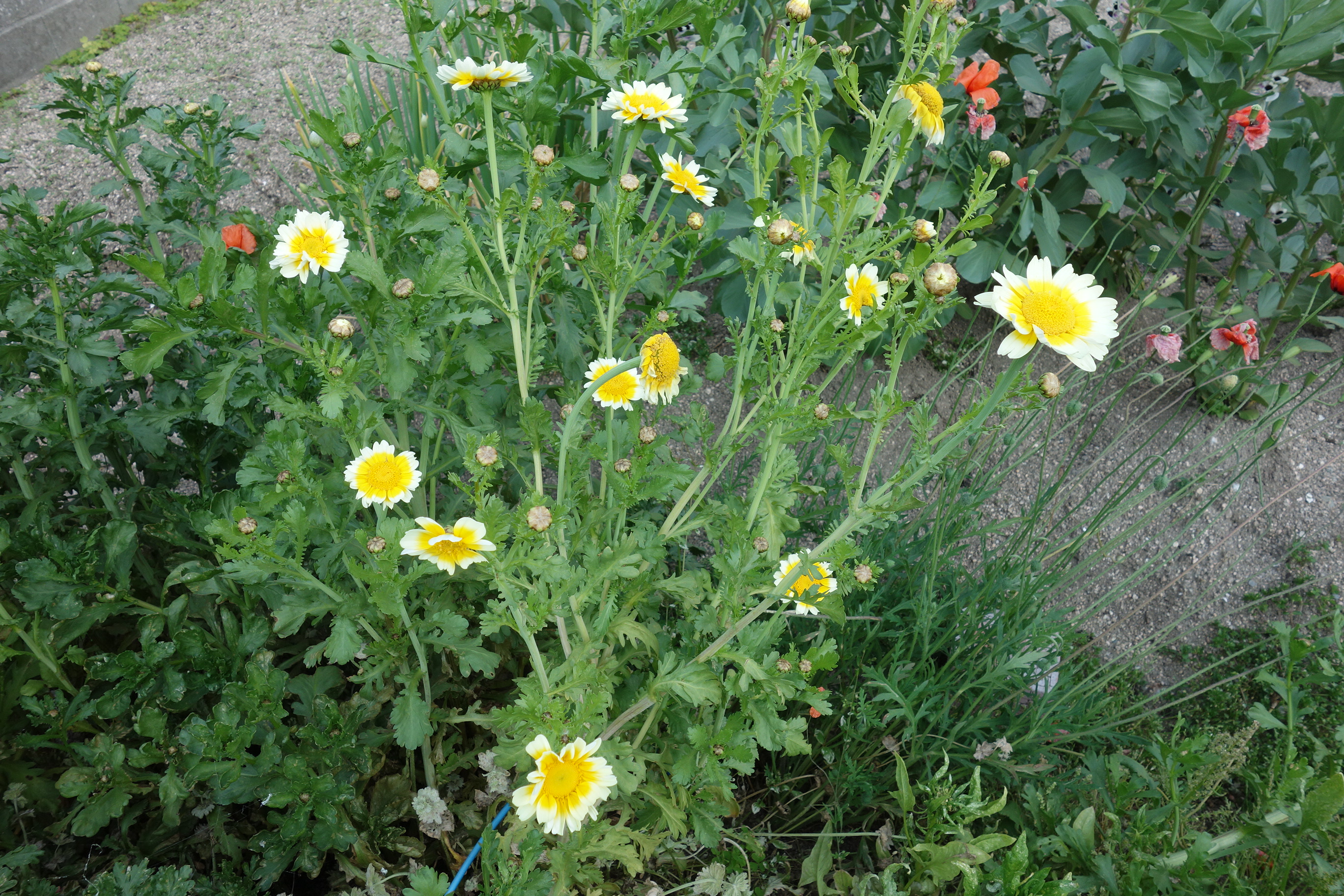 もぐみん 春菊の花が続々咲いてきた 綺麗なので満開になるまで残したい けどここも耕して次作苗を植えていきたいしなぁ 悩ましい 春菊 家庭菜園 T Co Izgztpu15l Twitter