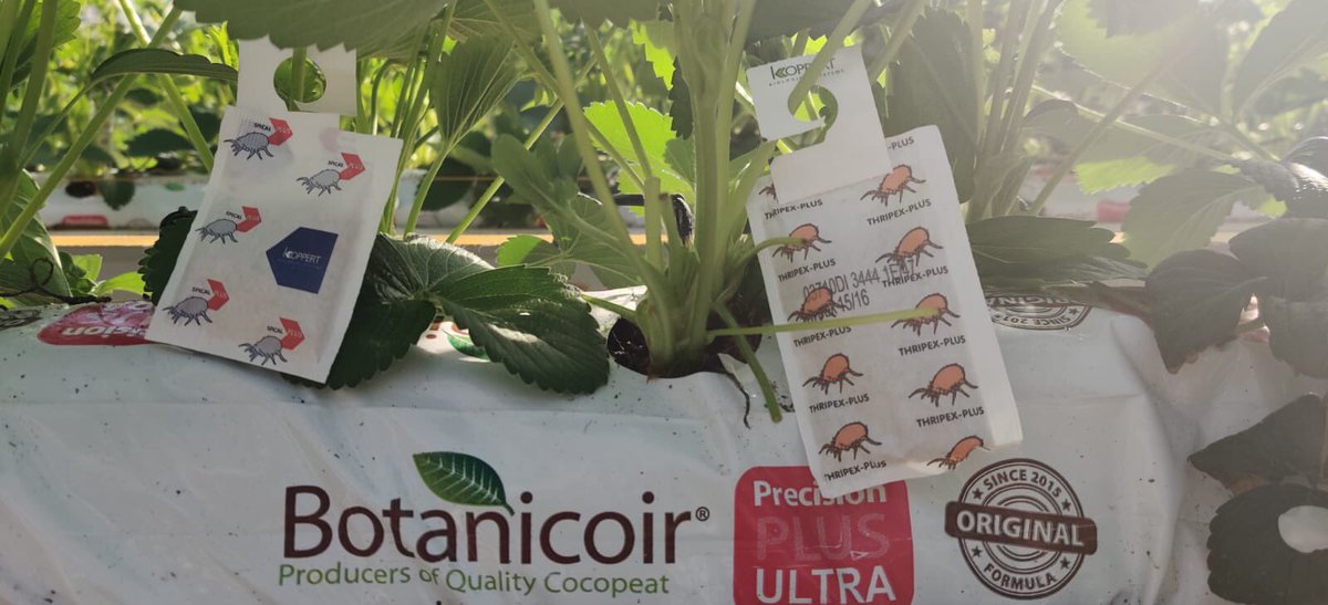 AgrovistaFruit's tweet photo. #technicallyconnected  ⁦@BotanicoirLtd⁩ ⁦@Koppert⁩ ⁦@BatoPlastics⁩ @AgrovistaFruit⁩ https://t.co/IFipEMyZZe