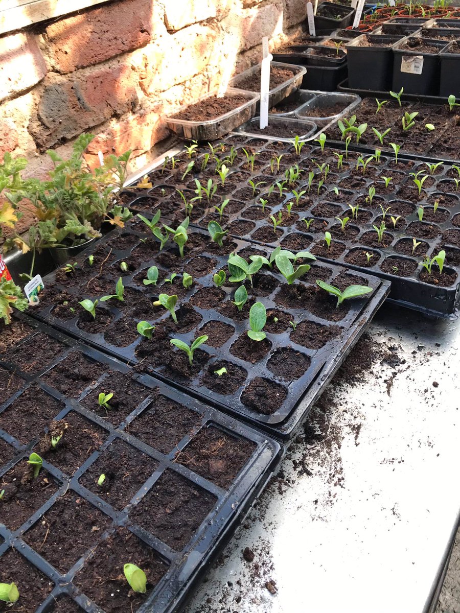 On his 83rd birthday, Market Gardener Robert is selling plants that were for our market planters to raise money for @ReverseRett as his granddaughter Kitt has Rett syndrome. They cost £10 for 5. E: jennythompson@marketoperations.co.uk 100% of money raised will go to ReverseRett