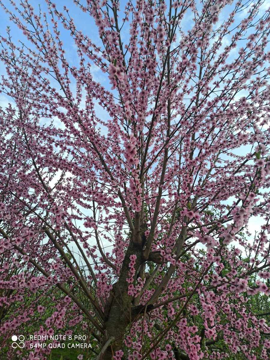 muzamilrr's tweet photo. In the time of flues, have a look at these flys
1. Tceere fly (Apricot bloom)
2.Tange fly (pear bloom)
3.Tcoenth fly (Apple bloom)
#Spring2k20 https://t.co/F6VIfBXebR