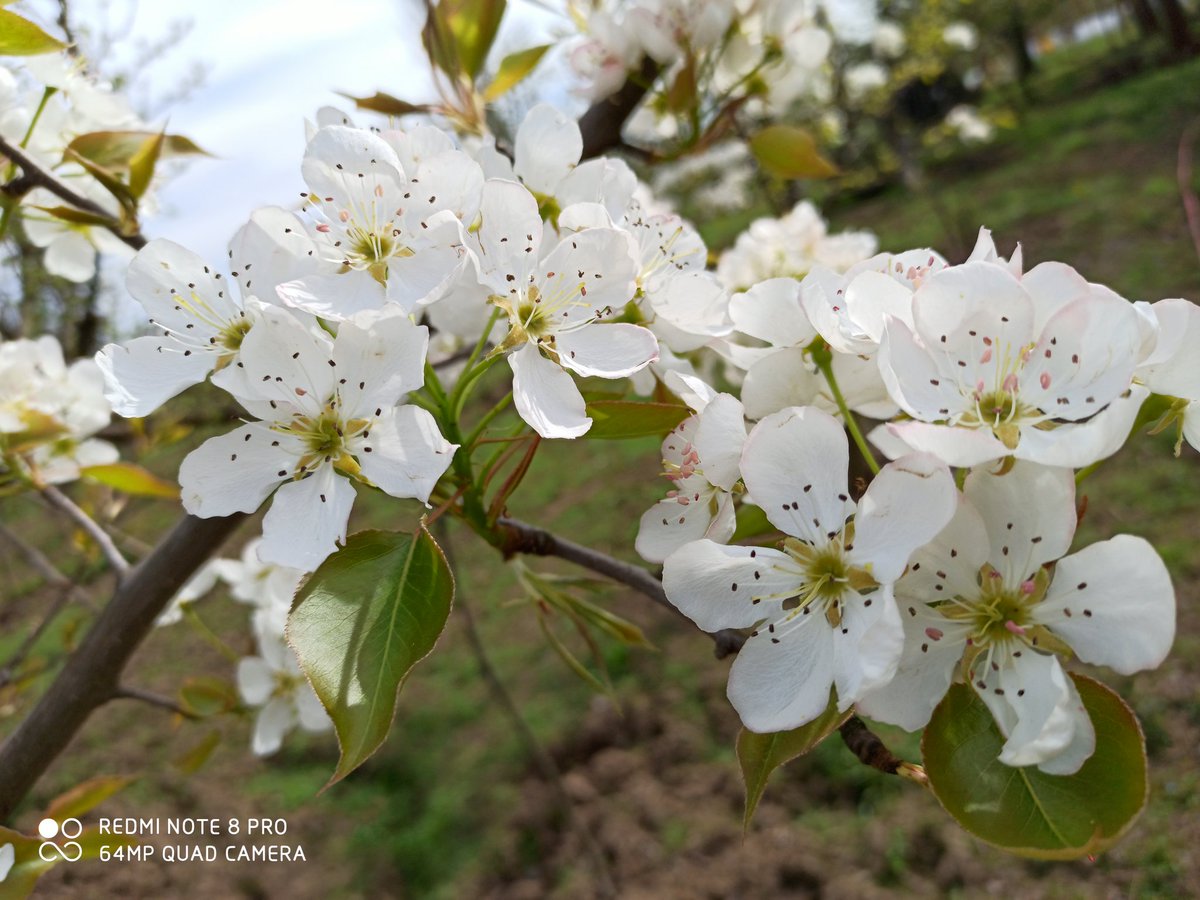 muzamilrr's tweet photo. In the time of flues, have a look at these flys
1. Tceere fly (Apricot bloom)
2.Tange fly (pear bloom)
3.Tcoenth fly (Apple bloom)
#Spring2k20 https://t.co/F6VIfBXebR