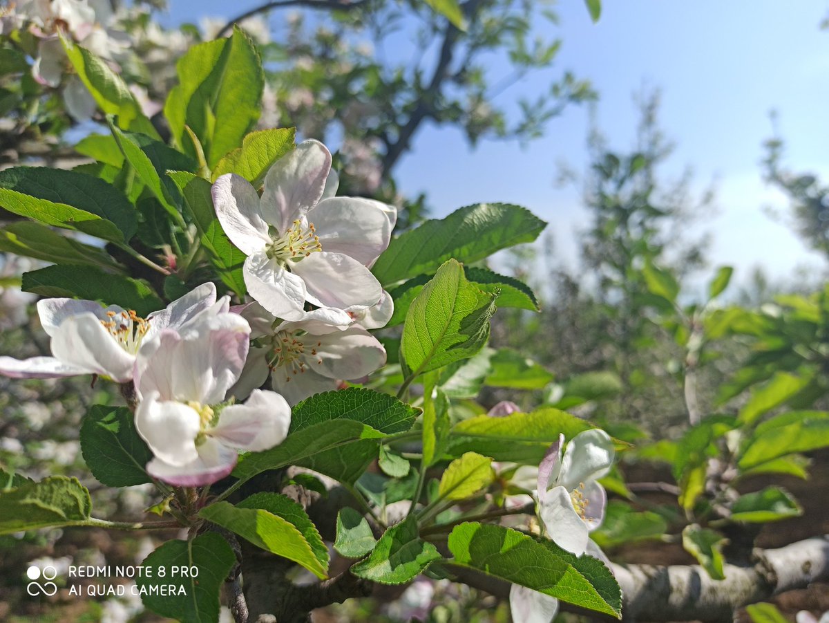 muzamilrr's tweet photo. In the time of flues, have a look at these flys
1. Tceere fly (Apricot bloom)
2.Tange fly (pear bloom)
3.Tcoenth fly (Apple bloom)
#Spring2k20 https://t.co/F6VIfBXebR