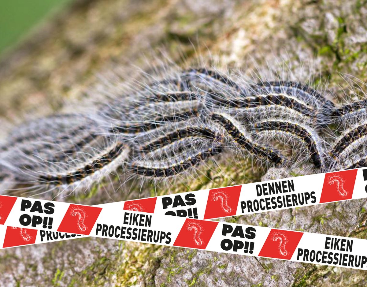 Gemeenten, overheidsinstanties en hoveniers.... Ze zijn er weer! Mupla Verpakkingen levert afzetlint met duidelijke tekst. Informeer naar onze prijzen mupla.nl #eikenprocessierups #rupsenplaag #dennenprocessierups #afzetlint