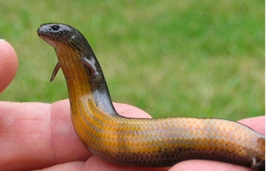 In 2019, 
@Camilla_Whitt
 found the Three-toed Skink can lay eggs AND have live young... at the same time!

Want to learn more? Dig in! Then, sign up for free at hive .io, join the community, post your content and we'll curate, reward &amp; feature it!

#science #hive