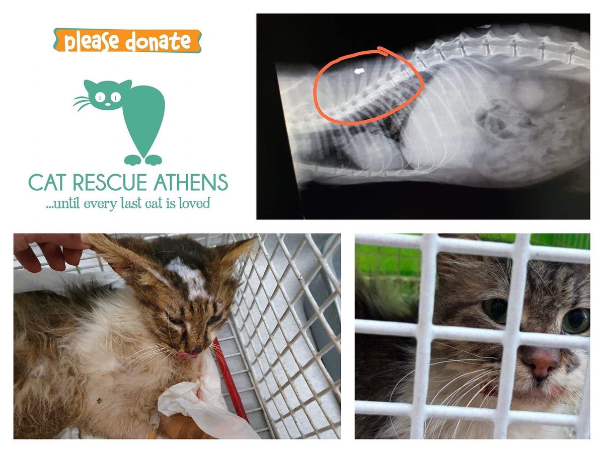 CatRescueAthens's tweet photo. This gib cat was trapped and transferred to the Veterinary Center of Piraeus.His mouth was full of agana and he had wounds everywhere.The x-ray showed that our boy had a bullet in his body.
Another case of an abused animal. Anothercat with a bullet in his body. https://t.co/9bjAQ9Gv0l