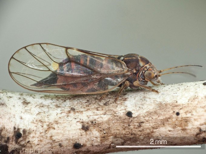 Popular Tweets Of Konajirami Ya 1 Whotwi Graphical Twitter Analysis