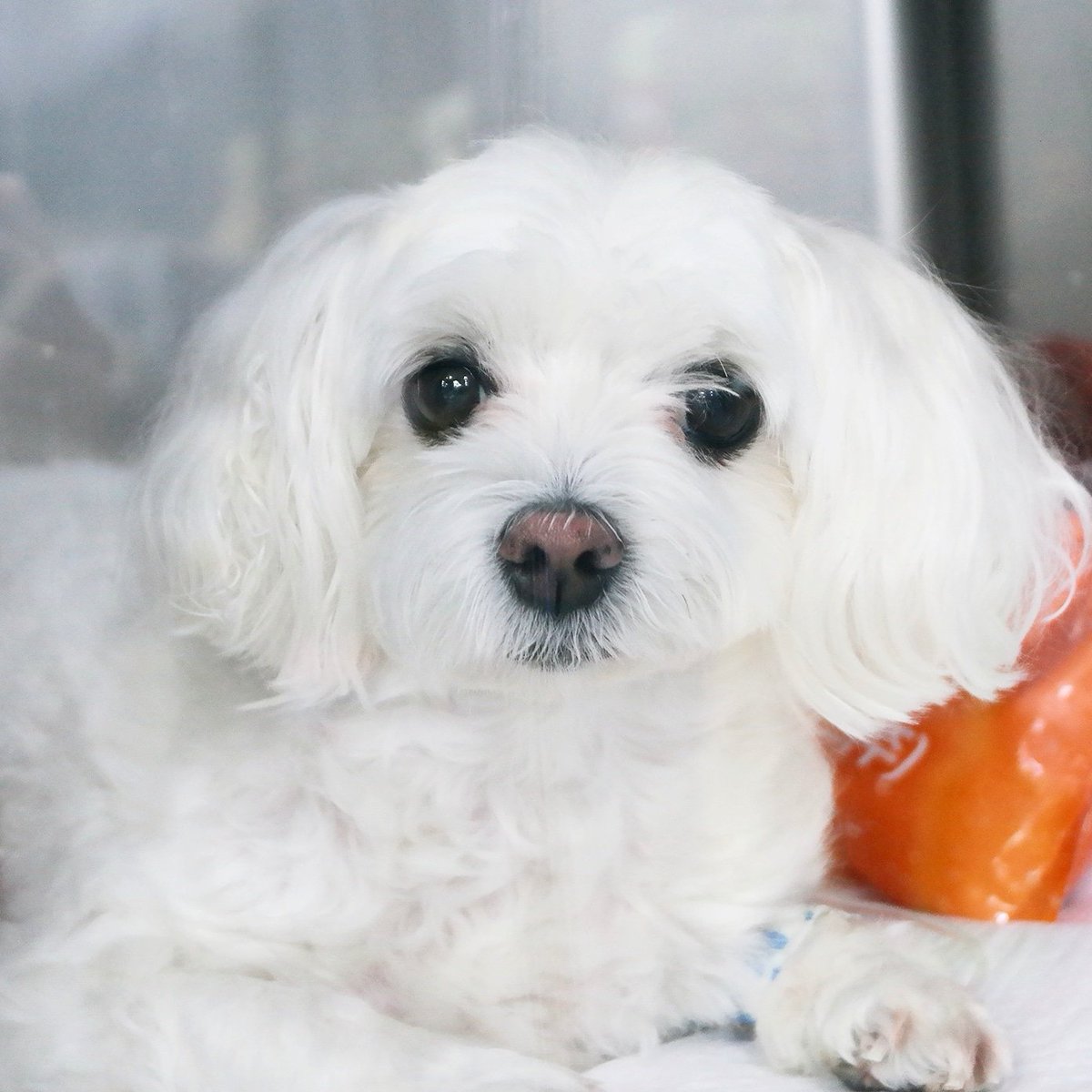 폐수종으로 인해 입원한 유키라고 해요.
요즘 병원에 말티 환자 분들이 많아서 걱정입니다ㅠㅠ (말티 견주)