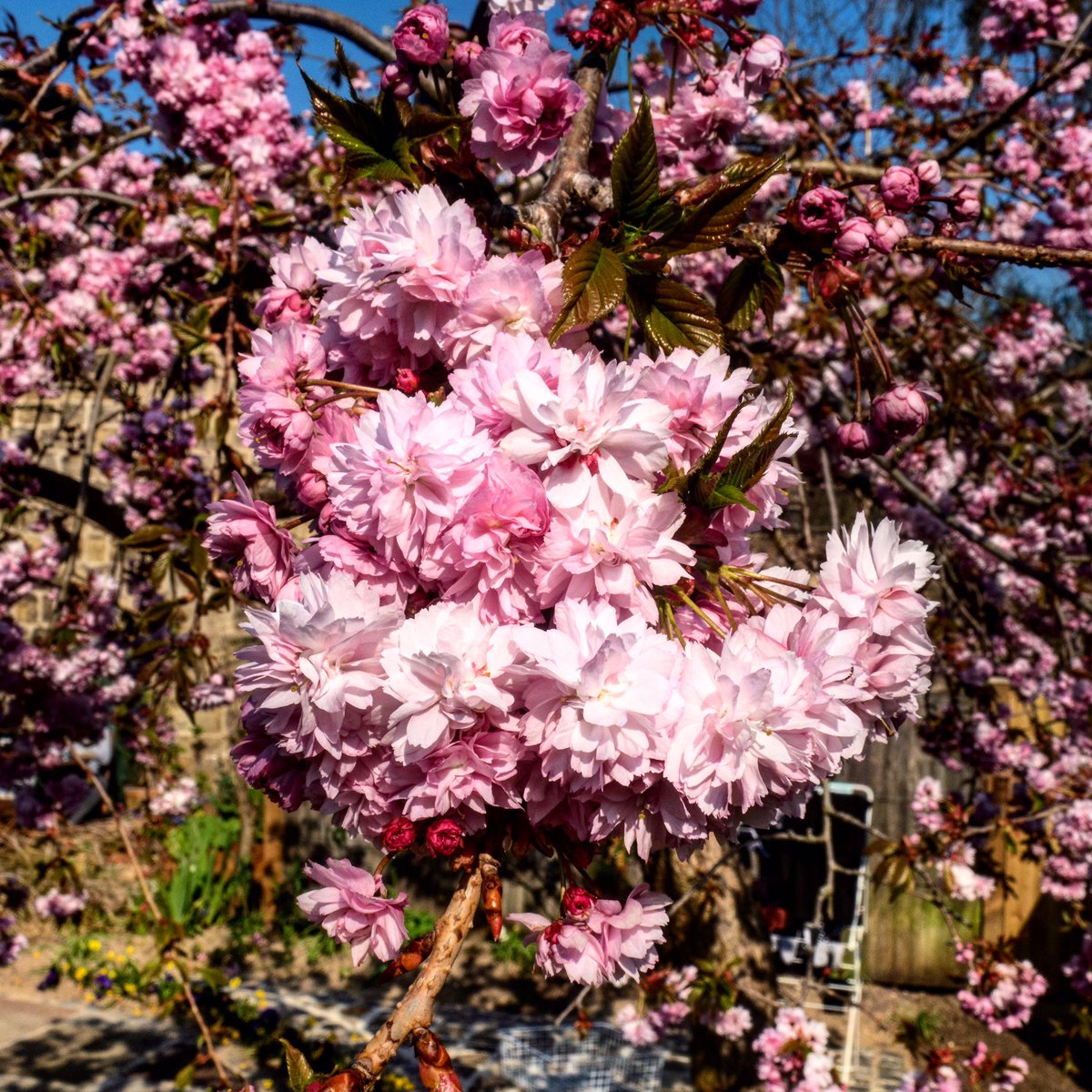 RadioAndrewE's tweet photo. Spring is sprung: a walk from home in Headingley, Leeds through Meanwood (08/04/20)
.
#spring #leeds #headingley #meanwood #meanwoodmatters #dailyexercise #oneformofexerciseaday #grovelane #flowers #blossom #camellia #naturephotography https://t.co/AgvXLabVm6