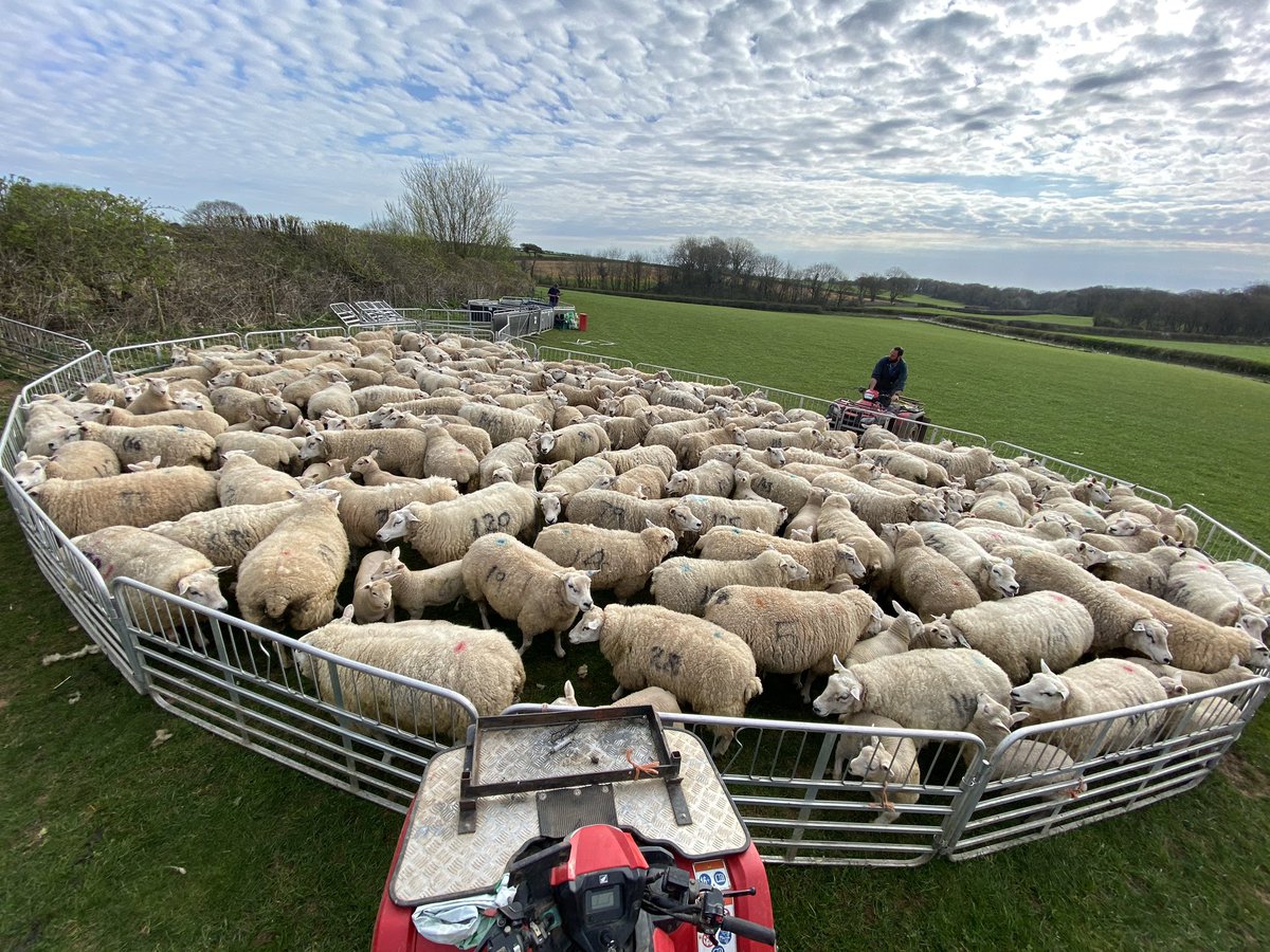 FarmerTanner1's tweet photo. #FarmingUk #Sheep https://t.co/nj4xP8VdPW