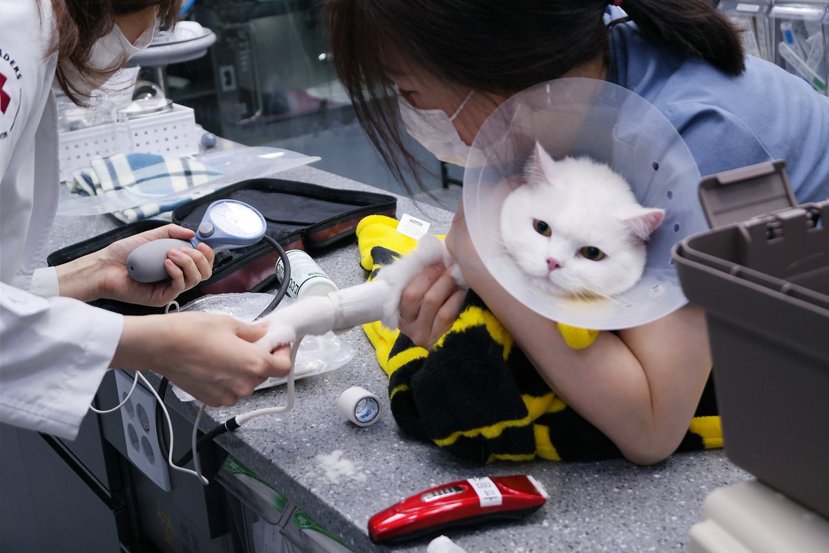 혈압을 재고 있는 달이..🐈 해탈한 표정🐱