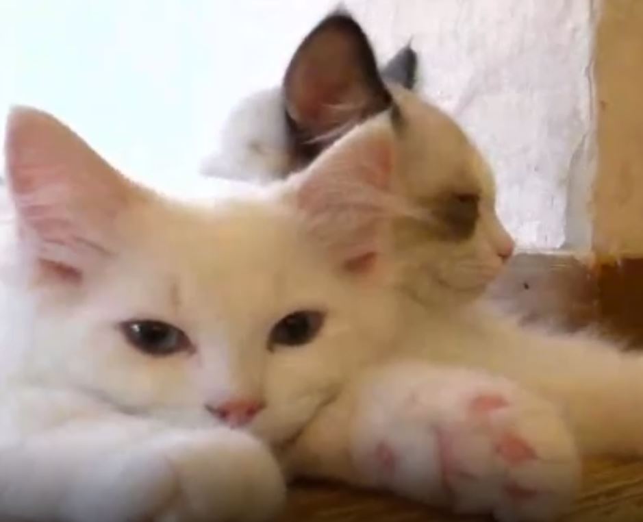 東京・多摩センターにある猫カフェ「たまねこ」さんからお送りした、3/25放送猫カフェ生中継のアーカイブをFRESHにて公開! 全編無期限視聴可能です。

視聴はこちら↓
freshlive.tv/necommu/277686