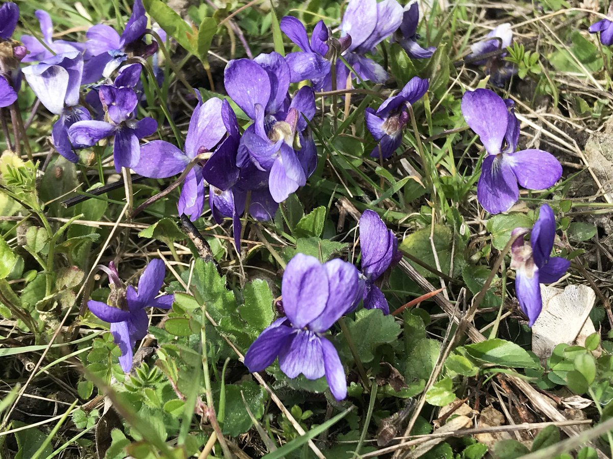 LouiseTomlin22's tweet photo. When I haven’t been either working, gardening or otherwise keeping myself busy I’ve been taking my one walk a day. I’m sharing the following pics from these walks for those of you who can’t get out to see the spring in all its glory. #Spring #sharingspring  #springwalk #violets https://t.co/SIw2CMlXqf