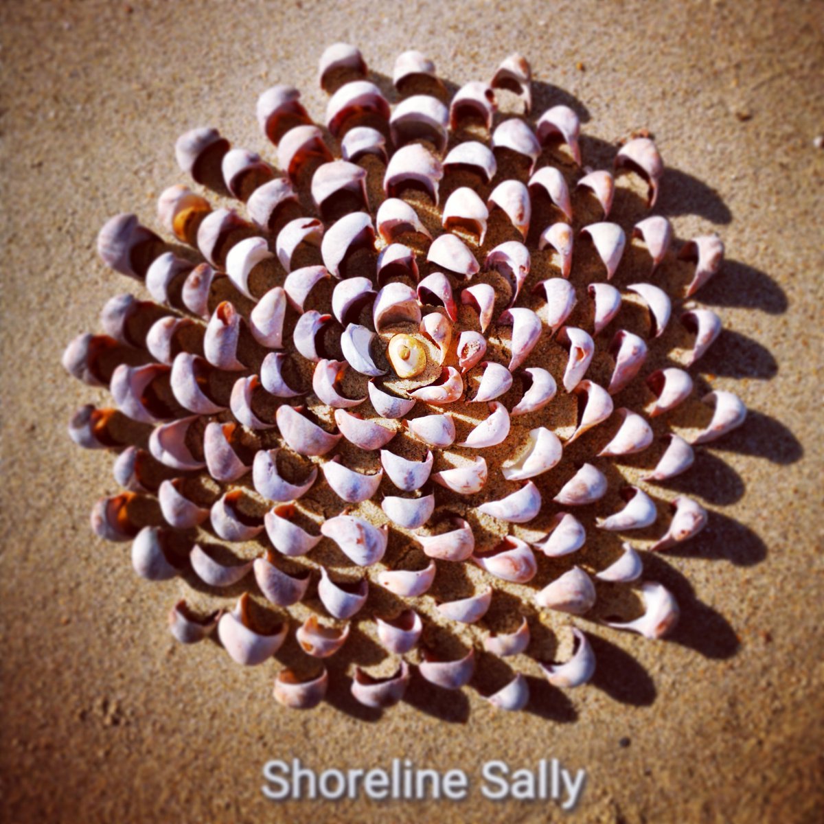 DigiDaughter's tweet photo. Tsubaki:Β Humility, discretion and perfect love β€οΈ#camellia
#tsubaki #shells #shellmandala #beachart #shorelinesally ππππ @SallyJaneHurst https://t.co/c8s72k0uLQ
