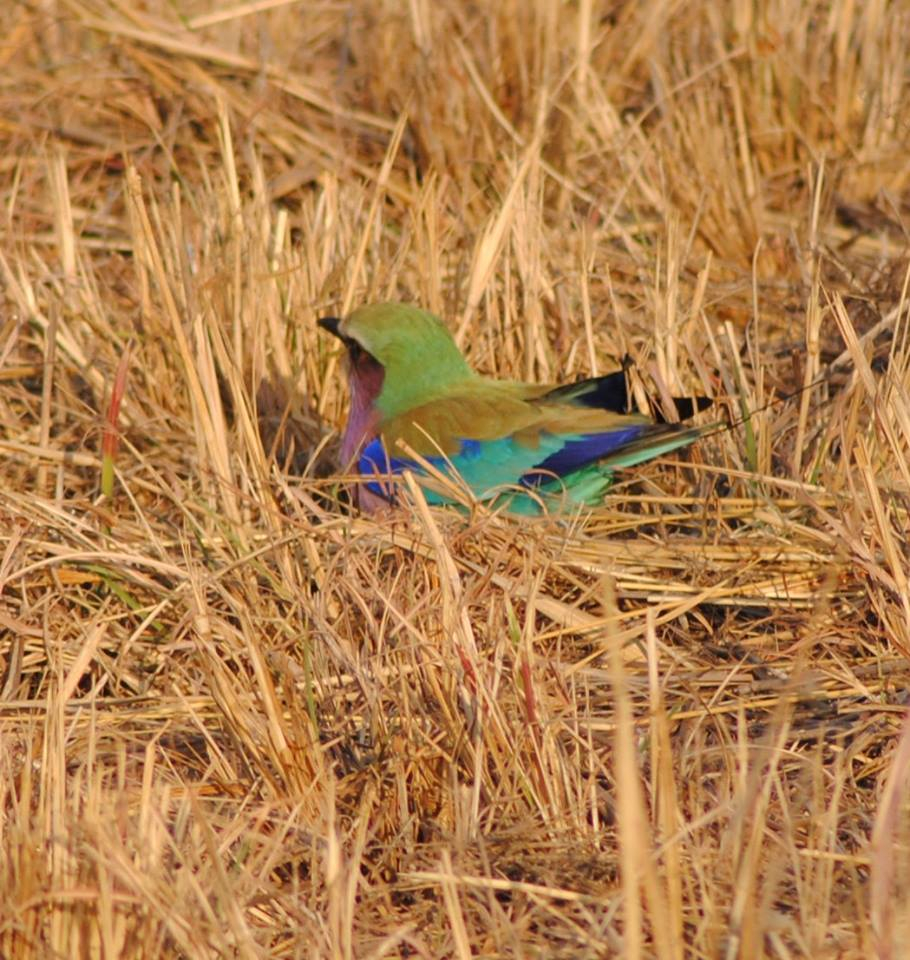 BushTimeMabula's tweet photo. If you've gone to ground during #lockdown, don't lose sight of the fact that it won't last forever and the world is still a wonderful and colourful place... 

#BushTimeAtMabula https://t.co/oAswBH34rr