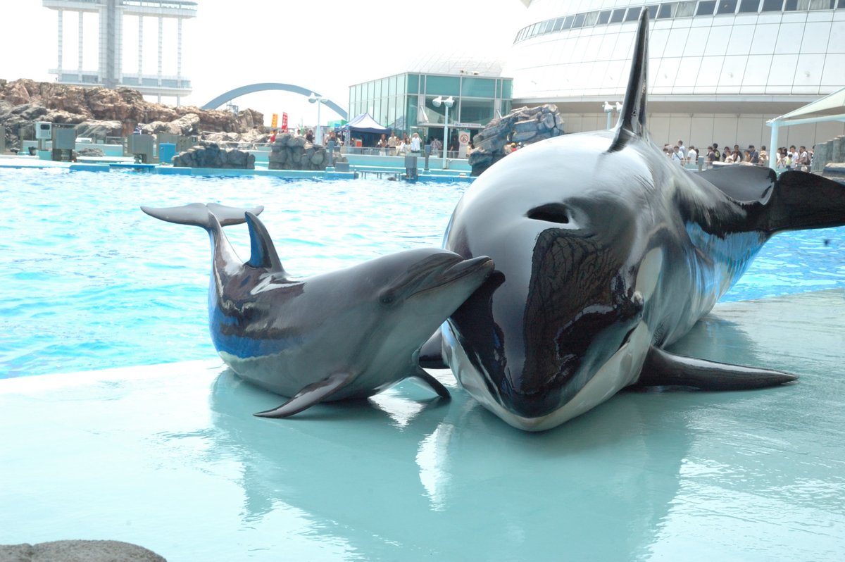 雪野 名古屋港水族館 シャチ イルカ イチャコラ 名古屋港水族館 １４０ イチャコラ